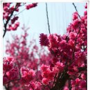 한밭수목원 동원 | 여기 진짜 대전 맞나요? 한밭수목원 봄꽃 산책 후기