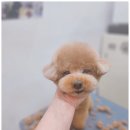 더 뷰티 독 이미지