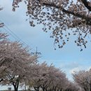 남대천 | 벚꽃구경 :: 속초영랑호, 속초 설악산 양양남대천 :: 늦은 후기