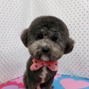 펫피파니 이미지