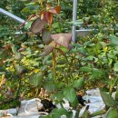 예송 농장 이미지