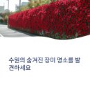 장미아파트 공영주차장 앞 | 수원 장미꽃 명소 화홍문공영주차장, 지금이 절정입니다