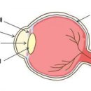 각막궤양[corneal ulcer] 이미지