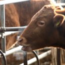 남성축사 이미지