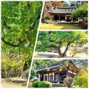 활성동 밀양시국궁장 | 밀양 금시당 백곡재ㆍ은행나무와 고목이 아름다운