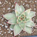 별따오기 이미지