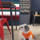 까네지노 이미지