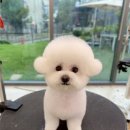 슈앤트리 이미지