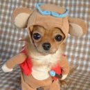 귀여운강아지 이미지