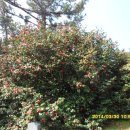 서천 마량리 동백나무 숲 이미지