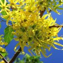 일랑일랑 이미지