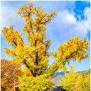 11/14~15/강천산 애기단풍과 내장산우화정108단풍터널 삼성궁과 남사예담촌 이미지