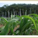 광희농장 이미지