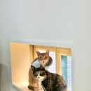 부산고양이미용&호텔 무냥무냥 대연점 이미지