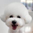 #아름답개 이미지