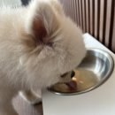 유앤퍼피 이미지