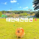 솔푸른향기애견 이미지