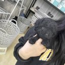 품안농장 | 안산강아지분양 작고소중한 토이푸들