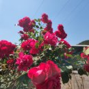 상촌시장 이미지