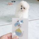 바라 이미지