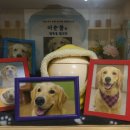 리틀포즈 반려동물 장례식장 이미지