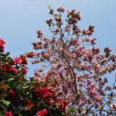 세포마을 이미지