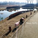 언니네 애견미용실 이미지