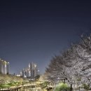 간선-38 | [인천] 숨은 벚꽃명소 추천 서부간선수로 인천 숨은 벚꽃명소 후기