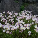 노을과포도향기 이미지