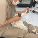 고양이 미용실 냥냥박사 이미지