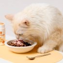 펫크루즈 | 케어사이드 모두 슈퍼다이제스티브 프리미엄 후기│크루즈펫 강아지 췌장 보조제·소화 효소로 건강 업!