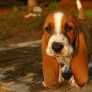 플레이하운드 이미지