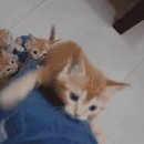 펫미장원 공감 이미지