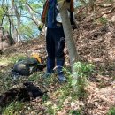 야산염소 이미지