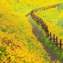 정(情) - 사랑과 이미지