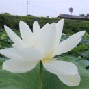 백연리 이미지