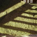 영천 보성리 암각화 이미지