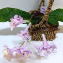 스프링폴 이미지