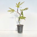 황칠나무집 이미지