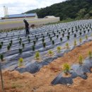 유계리 농장 이미지