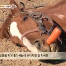 제주미유애월점