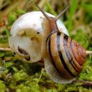 달팽이 이미지