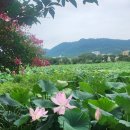 홍련마을