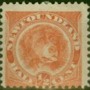 모아 dog 이미지