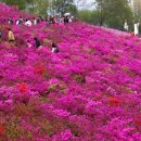 5월2일-정기산행 "수리산 철쭉축제"로 갑니다 이미지