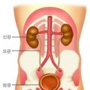 건강(健康)한 방광(膀胱)을 위(爲)한 7가지 방법(方法)? 이미지