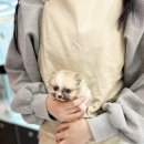 내품안의반려견 은평점 이미지