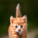 13번째고양이