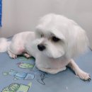 멍냥이 펫싸롱, 펫호텔 | 인천 미추홀구 주안동 애견호텔 멍냥이펫싸롱,펫호텔 애견미용.애견호텔 비용 시간 위치