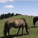 백양목장 이미지